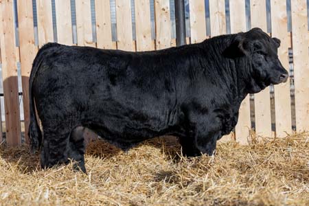 Yearling Bull